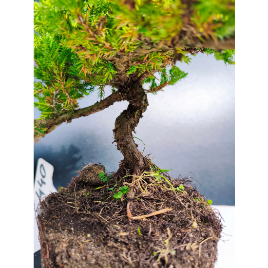 Żywe Drzewko Bonsai Jałowiec Rozesłany Procumbens 11-letni +GRATIS 440