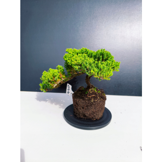 Żywe Drzewko Bonsai Jałowiec Rozesłany Procumbens 11-letni +GRATIS 440