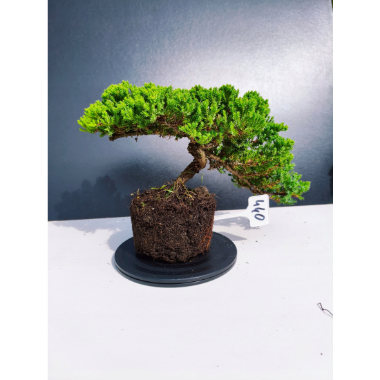 Żywe Drzewko Bonsai Jałowiec Rozesłany Procumbens 11-letni +GRATIS 440