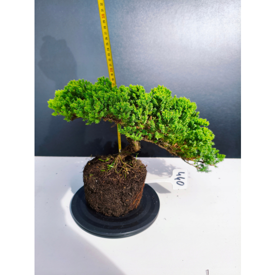 Żywe Drzewko Bonsai Jałowiec Rozesłany Procumbens 11-letni +GRATIS 440