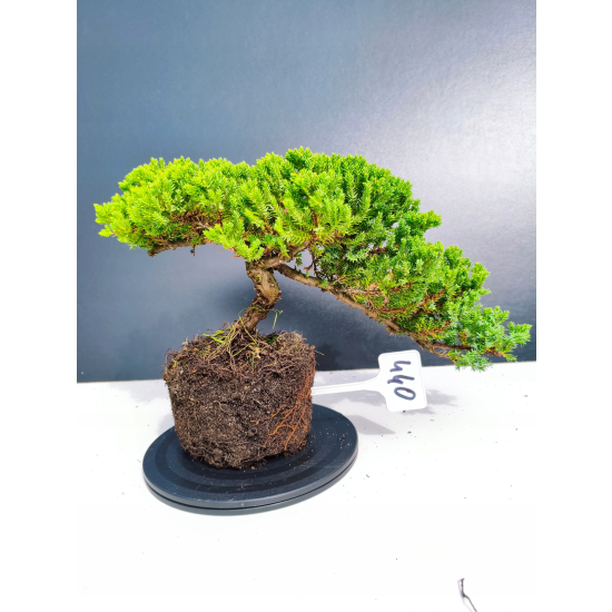 Żywe Drzewko Bonsai Jałowiec Rozesłany Procumbens 11-letni +GRATIS 440