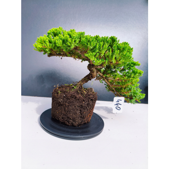 Żywe Drzewko Bonsai Jałowiec Rozesłany Procumbens 11-letni +GRATIS 440