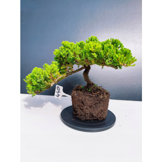 Żywe Drzewko Bonsai Jałowiec Rozesłany Procumbens 11-letni +GRATIS 440