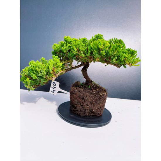 Żywe Drzewko Bonsai Jałowiec Rozesłany Procumbens 11-letni +GRATIS 440