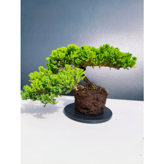 Żywe Drzewko Bonsai Jałowiec Rozesłany Procumbens 11-letni +GRATIS 440