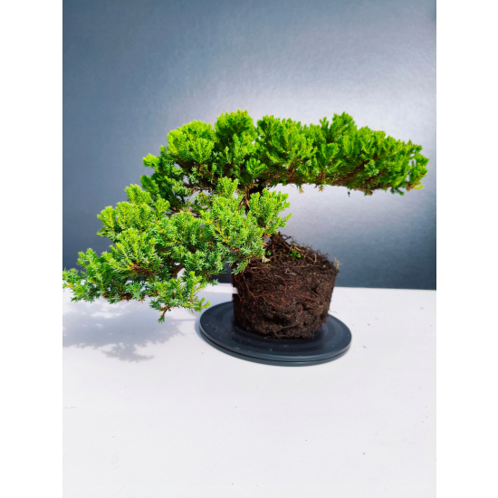 Żywe Drzewko Bonsai Jałowiec Rozesłany Procumbens 11-letni +GRATIS 440