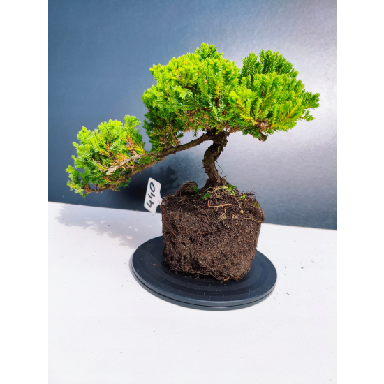 Żywe Drzewko Bonsai Jałowiec Rozesłany Procumbens 11-letni +GRATIS 440