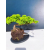 Żywe Drzewko Bonsai Jałowiec Rozesłany Procumbens 11-letni +GRATIS 474