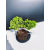 Żywe Drzewko Bonsai Jałowiec Rozesłany Procumbens 11-letni +GRATIS 474