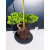 Żywe Drzewko Bonsai Jałowiec Rozesłany Procumbens 11-letni +GRATIS 474