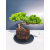 Żywe Drzewko Bonsai Jałowiec Rozesłany Procumbens 11-letni +GRATIS 474