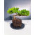Żywe Drzewko Bonsai Jałowiec Rozesłany Procumbens 11-letni +GRATIS 474
