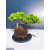 Żywe Drzewko Bonsai Jałowiec Rozesłany Procumbens 11-letni +GRATIS 474