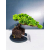 Żywe Drzewko Bonsai Jałowiec Rozesłany Procumbens 11-letni +GRATIS 474