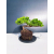 Żywe Drzewko Bonsai Jałowiec Rozesłany Procumbens 11-letni +GRATIS 474