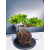 Żywe Drzewko Bonsai Jałowiec Rozesłany Procumbens 11-letni +GRATIS 474