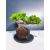 Żywe Drzewko Bonsai Jałowiec Rozesłany Procumbens 11-letni +GRATIS 474