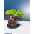 Żywe Drzewko Bonsai Jałowiec Rozesłany Procumbens 11-letni +GRATIS 474
