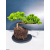 Żywe Drzewko Bonsai Jałowiec Rozesłany Procumbens 11-letni +GRATIS 474