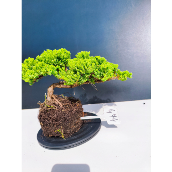 Żywe Drzewko Bonsai Jałowiec Rozesłany Procumbens 11-letni +GRATIS 474