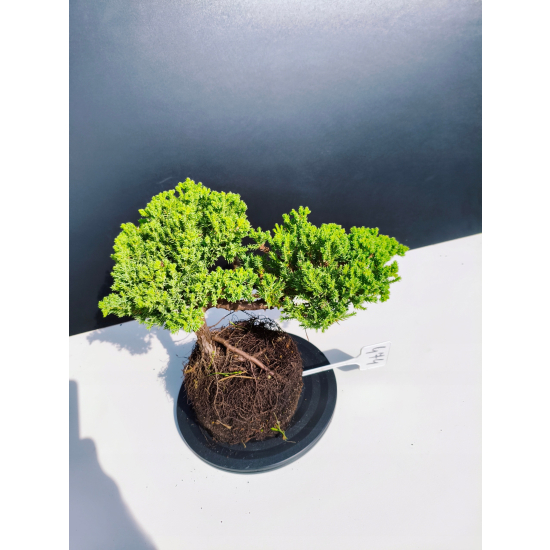 Żywe Drzewko Bonsai Jałowiec Rozesłany Procumbens 11-letni +GRATIS 474