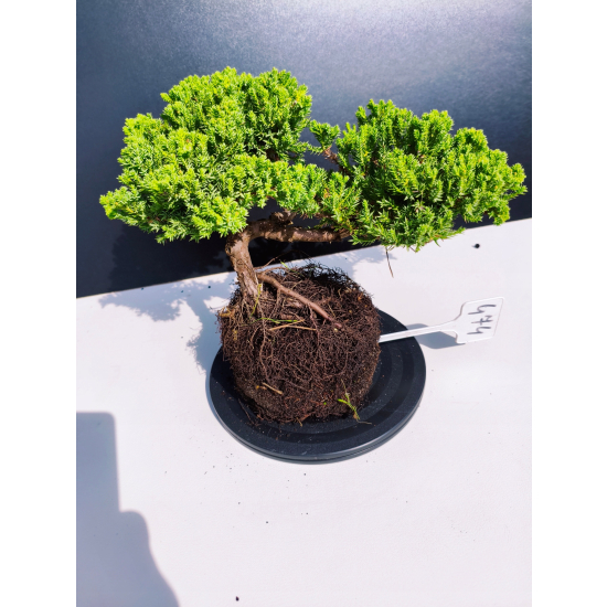 Żywe Drzewko Bonsai Jałowiec Rozesłany Procumbens 11-letni +GRATIS 474