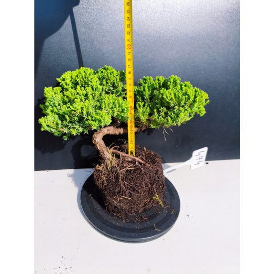 Żywe Drzewko Bonsai Jałowiec Rozesłany Procumbens 11-letni +GRATIS 474