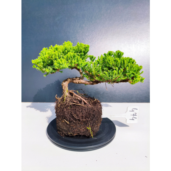 Żywe Drzewko Bonsai Jałowiec Rozesłany Procumbens 11-letni +GRATIS 474