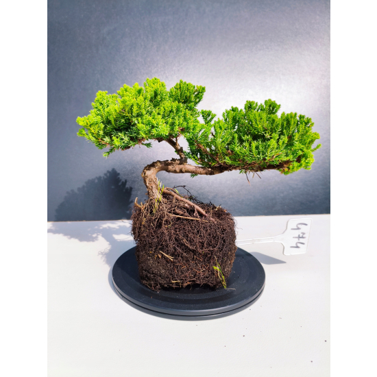 Żywe Drzewko Bonsai Jałowiec Rozesłany Procumbens 11-letni +GRATIS 474