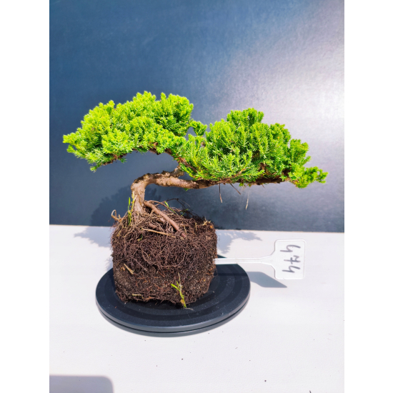 Żywe Drzewko Bonsai Jałowiec Rozesłany Procumbens 11-letni +GRATIS 474