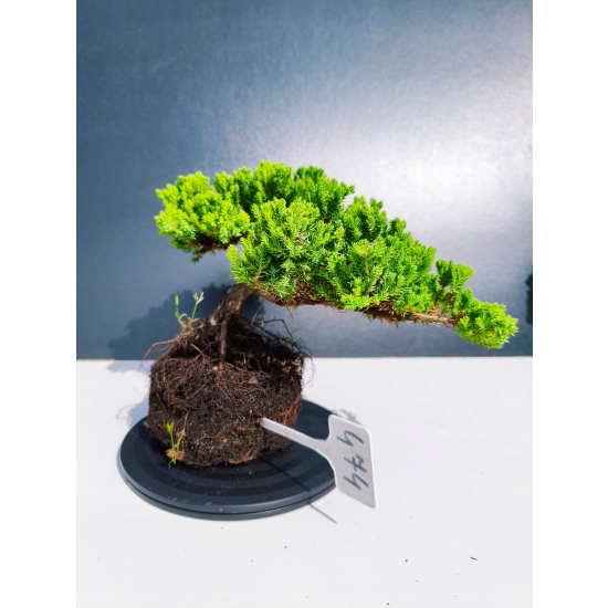 Żywe Drzewko Bonsai Jałowiec Rozesłany Procumbens 11-letni +GRATIS 474