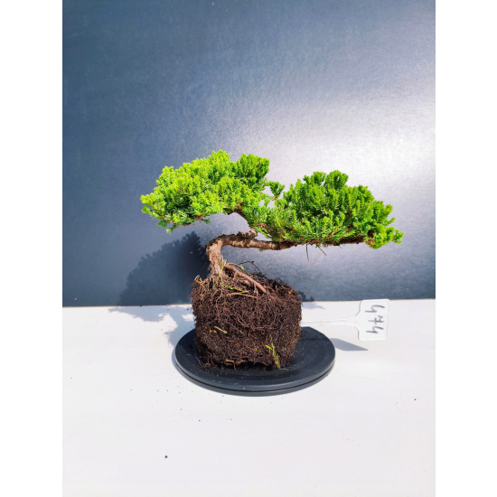 Żywe Drzewko Bonsai Jałowiec Rozesłany Procumbens 11-letni +GRATIS 474