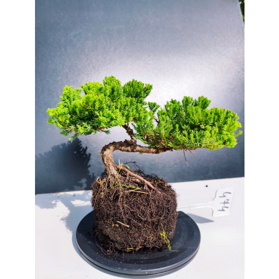 Żywe Drzewko Bonsai Jałowiec Rozesłany Procumbens 11-letni +GRATIS 474