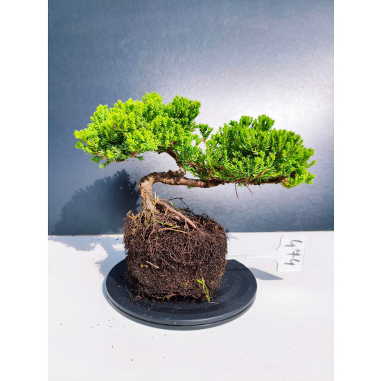 Żywe Drzewko Bonsai Jałowiec Rozesłany Procumbens 11-letni +GRATIS 474