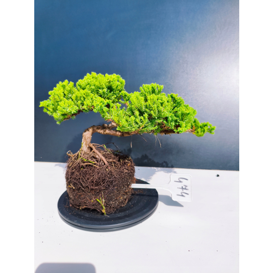 Żywe Drzewko Bonsai Jałowiec Rozesłany Procumbens 11-letni +GRATIS 474