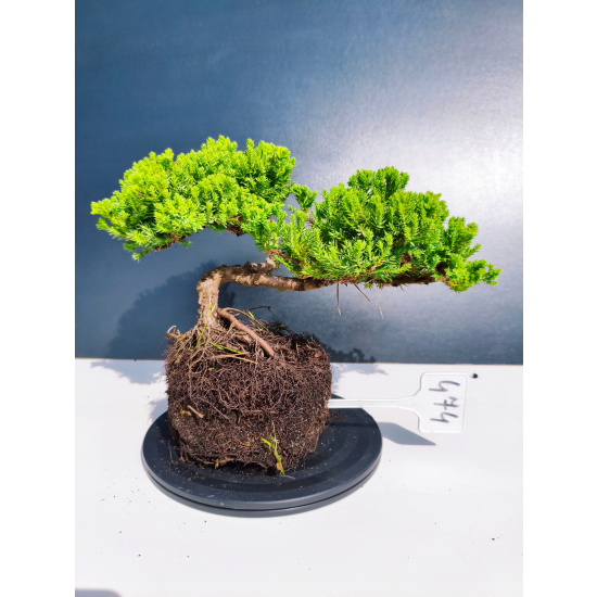Żywe Drzewko Bonsai Jałowiec Rozesłany Procumbens 11-letni +GRATIS 474