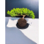 Żywe Drzewko Bonsai Jałowiec Rozesłany Procumbens 11-letni +GRATIS 463