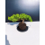 Żywe Drzewko Bonsai Jałowiec Rozesłany Procumbens 11-letni +GRATIS 463