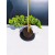 Żywe Drzewko Bonsai Jałowiec Rozesłany Procumbens 11-letni +GRATIS 463