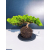 Żywe Drzewko Bonsai Jałowiec Rozesłany Procumbens 11-letni +GRATIS 463