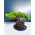Żywe Drzewko Bonsai Jałowiec Rozesłany Procumbens 11-letni +GRATIS 463