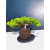 Żywe Drzewko Bonsai Jałowiec Rozesłany Procumbens 11-letni +GRATIS 463