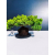 Żywe Drzewko Bonsai Jałowiec Rozesłany Procumbens 11-letni +GRATIS 463