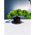 Żywe Drzewko Bonsai Jałowiec Rozesłany Procumbens 11-letni +GRATIS 463