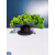 Żywe Drzewko Bonsai Jałowiec Rozesłany Procumbens 11-letni +GRATIS 463