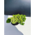Żywe Drzewko Bonsai Jałowiec Rozesłany Procumbens 11-letni +GRATIS 463