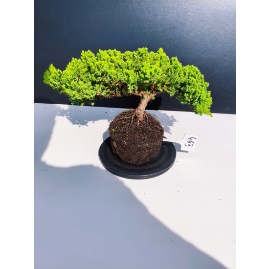 Żywe Drzewko Bonsai Jałowiec Rozesłany Procumbens 11-letni +GRATIS 463