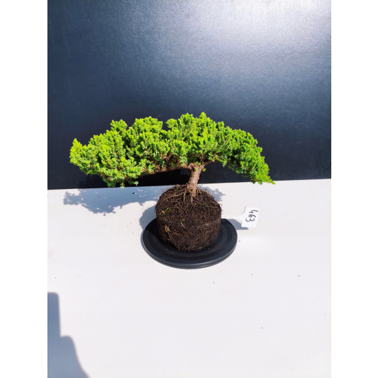Żywe Drzewko Bonsai Jałowiec Rozesłany Procumbens 11-letni +GRATIS 463