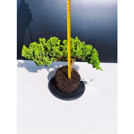 Żywe Drzewko Bonsai Jałowiec Rozesłany Procumbens 11-letni +GRATIS 463