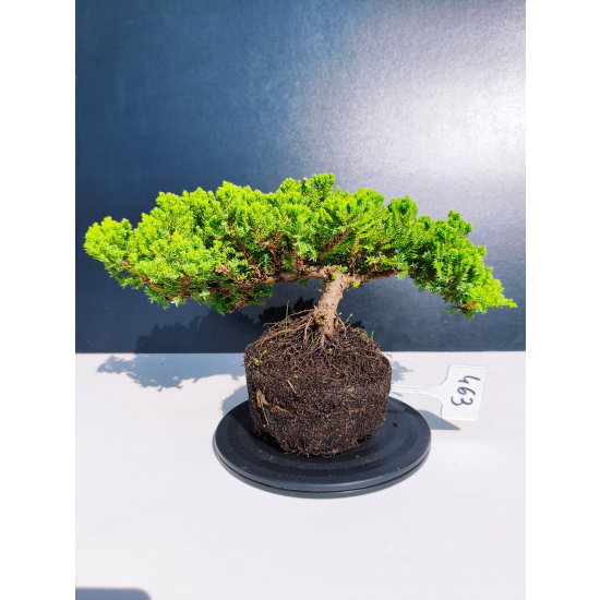 Żywe Drzewko Bonsai Jałowiec Rozesłany Procumbens 11-letni +GRATIS 463